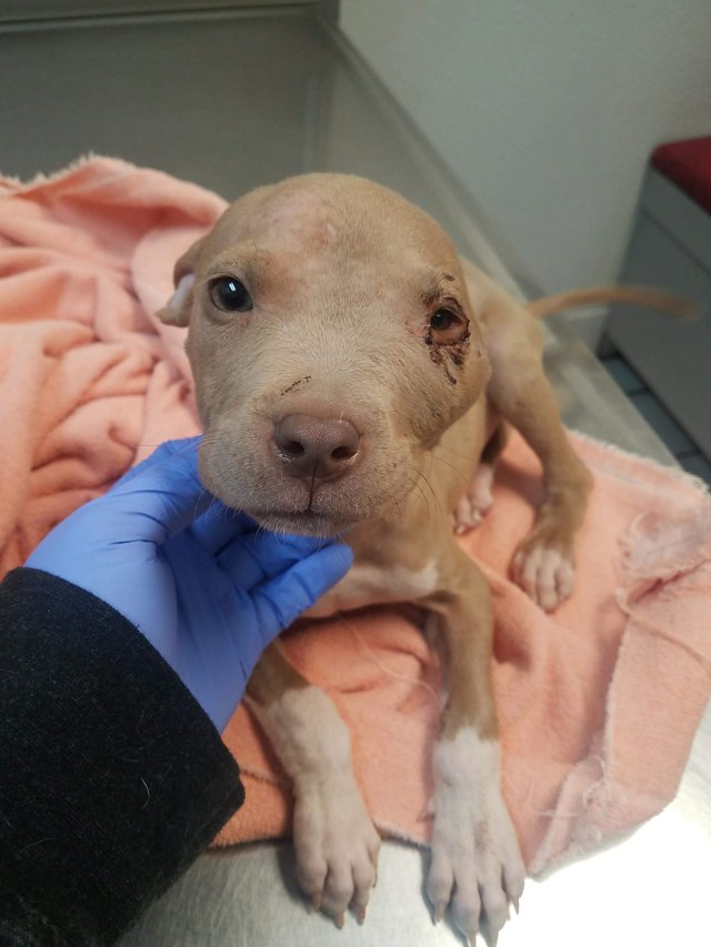 Illustration de l'article : Attaqué par un congénère, ce chiot pitbull sous-nourri et malade a droit à un nouveau départ